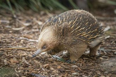 Bonorong Wildlife Sanctuary: Entry Ticket - photo 3
