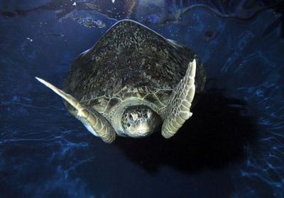 SEA LIFE Weymouth: Entry Ticket - photo 3