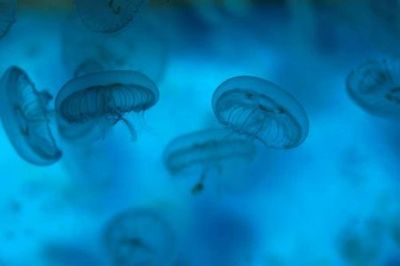 SEA LIFE Weymouth: Entry Ticket - photo 4