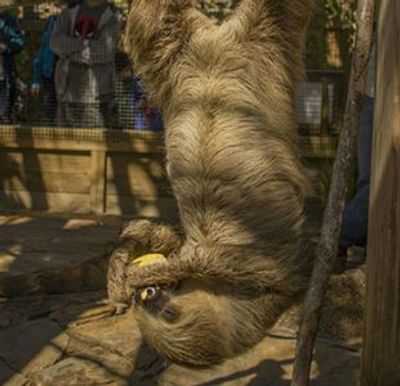 Wild Florida Gator Park Admission - photo 4