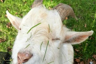 Newbridge Heritage Farm: Entry Ticket - photo 3