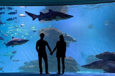 Palma Aquarium: Entry Ticket + Transfer from Calvià Area - photo 3