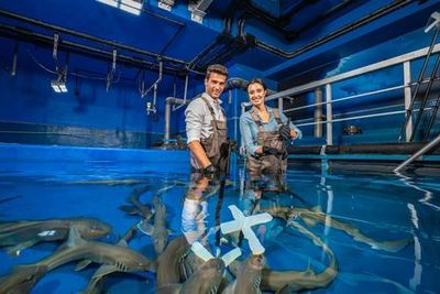 Dubai Aquarium & Underwater Zoo: Entry Ticket + Penguin Encounter - photo 4