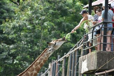 Khao Kheow Open Zoo: Entry Ticket - photo 4