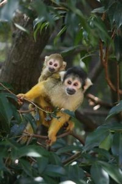 World of Birds Wildlife Sanctuary & Monkey Park: Entry Ticket - photo 3