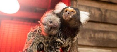 Symbio Wildlife Park: Entry Ticket - photo 3