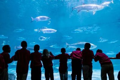 Audubon Aquarium & Insectarium: Combo Entry Ticket - photo 4