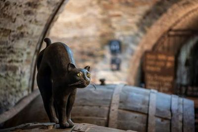 LOISIUM WineExperience: Fast Track Ticket - photo 3