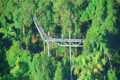 Tamborine Rainforest Skywalk: Entry Ticket - photo 3