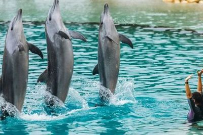 Sea World Gold Coast: 1-Day Entry Ticket + Jet Boat Ride - photo 4