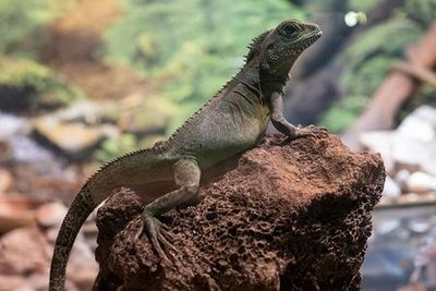 Emaar Aquarium & Emaar Skyview: Combo Entry Ticket - photo 4