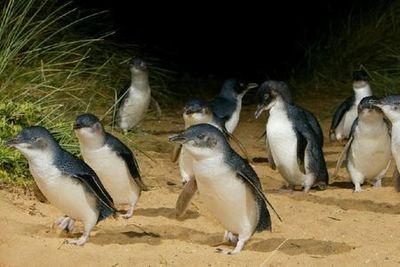 Phillip Island Nature Parks: Penguin Parade Entry Ticket - photo 3