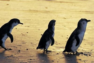 Phillip Island Nature Parks: Penguin Parade Entry Ticket - photo 4