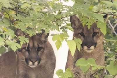 Stone Zoo: Entry Ticket - photo 3