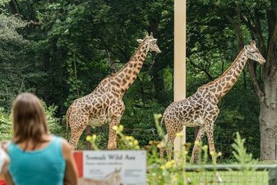 Franklin Park Zoo: Entry Ticket - photo 3