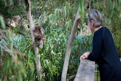 Phillip Island Nature Parks: Koala Conservation Reserve Entry - photo 4