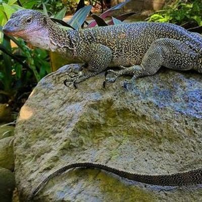 Bali Reptile Park: Entry Ticket - photo 3