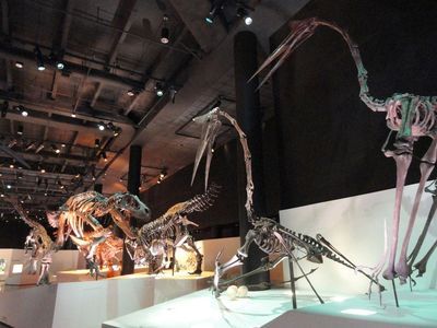 Museo di Scienze Naturali di Houston: Un tour tra evoluzione e cultura - photo 3