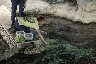 Генуэзский аквариум: входной билет + обед или завтрак - photo 3