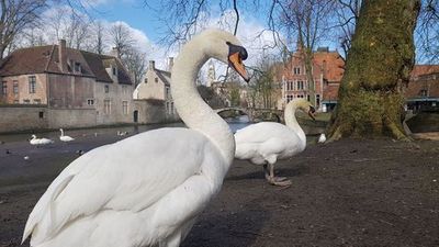 Bruges: Self-Guided Audio Walk Through Medieval Canals - photo 3