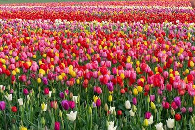 The Tulip Barn: Входной билет - photo 3