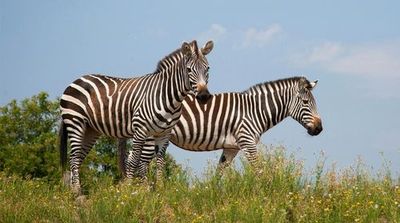 Safari de Peaugres: Входной билет - photo 3