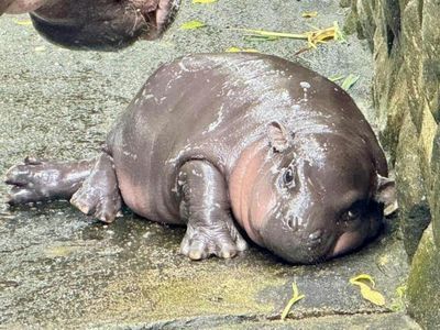 Открытый зоопарк Кхао Кхео: Входной билет - photo 3