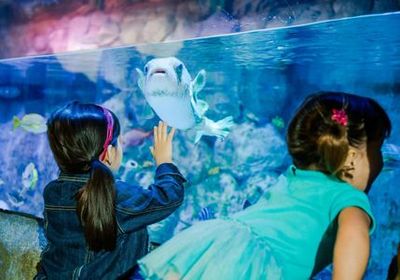 LEGOLAND® Discovery Center и SEA LIFE San Antonio Комбинированный билет - photo 4