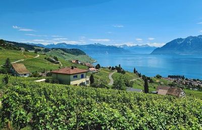 Lavaux : visite audio autonome à travers les vignes en terrasses - photo 4