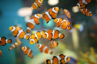 Аквариум Рипли в Канаде: Входной билет - photo 3