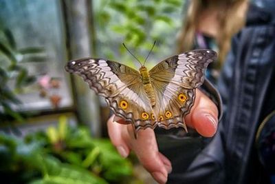 Dubai Butterfly Garden: входной билет - photo 4