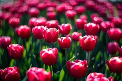 Кёкенхоф: вход + обратный автобус от башни Адам - photo 4