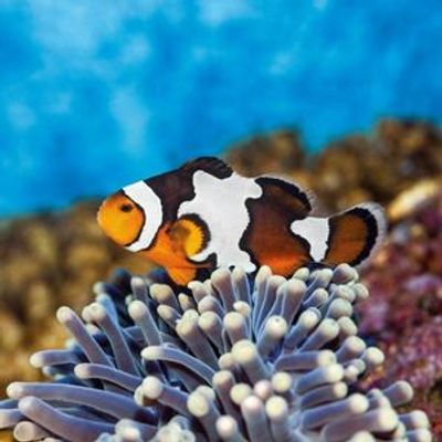 Аквариум Барселоны: Входной билет - photo 3