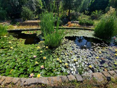 Sóller: Paseo autoguiado por el Jardín Botánico mediterráneo - photo 4