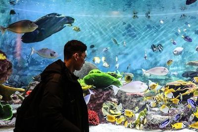 Сеул: Билет в аквариум SEA LIFE COEX и аудиопрогулка по району Каннам - photo 3