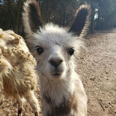 Franklin Drive Thru Safari: Входной билет - photo 4