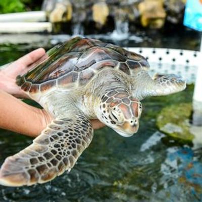 Парк Sea Life на Гавайях: Входной билет - photo 3