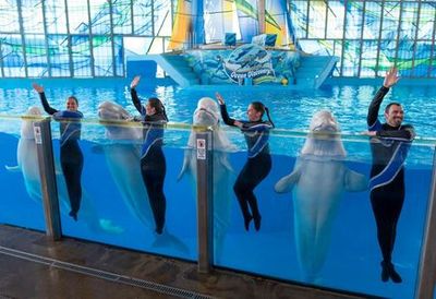 SeaWorld San Antonio: Билет с быстрым входом - photo 3