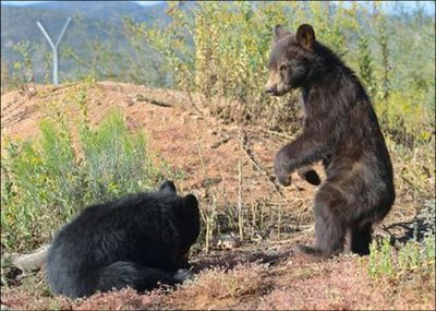 Парк дикой природы Вне Африки: Входной билет - photo 4