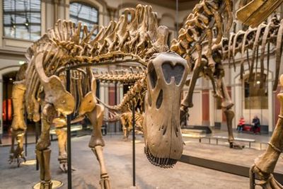 Bilhete para o Museu de História Natural de Berlim e visita áudio na aplicação: Dinos, Terra e Espaço - photo 3