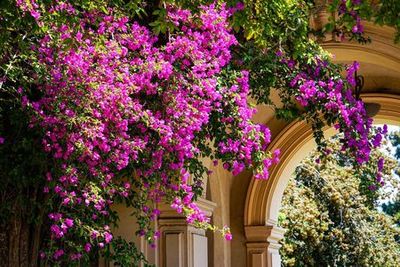 San Diego: Balboa Park's Arts, Culture, and Nature Audio Tour - photo 3