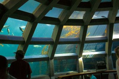 Seattle: Aquarium Entry Ticket & Downtown Landmarks Audio Tour - photo 3