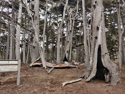 Monterey: Pebble Beach Coastal Wonders Audio Tour - photo 3