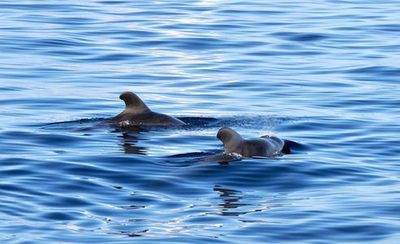 Madeira: Ponta de Sao Lourenco Audio Tour - photo 4