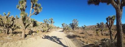 Joshua Tree: Self-Driving Audio Tour - photo 4
