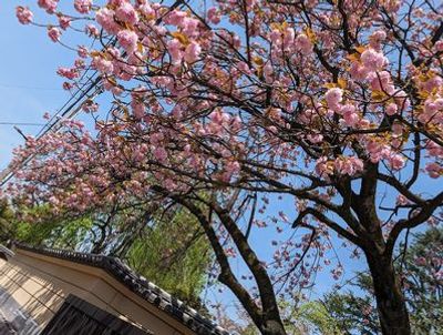 Tokyo: Echoes of Old Town Charms Audio Tour - photo 4