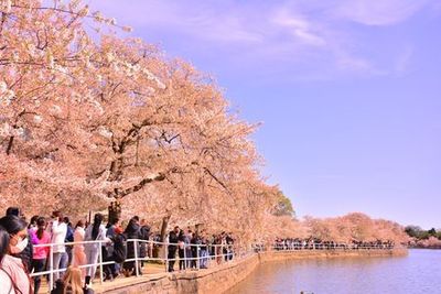 Washington, D.C.: Blossoms & Monuments Audio Tour - photo 3