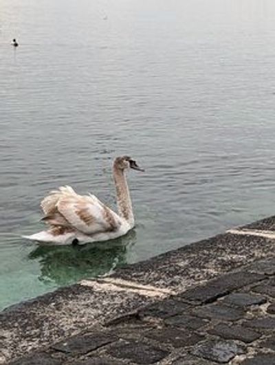 Geneva: Hidden Gems Adventure Audio Tour - photo 4