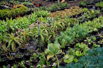 Cape Town: Walmer Estate & Woodstock Suburbs Audio Tour - photo 4