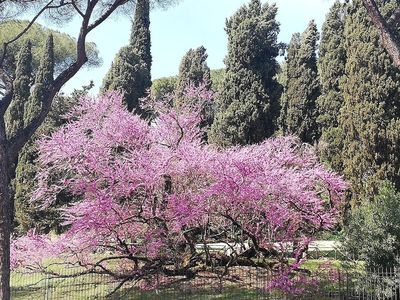 Rome: Audio Tour From Colosseum to Pantheon - photo 3